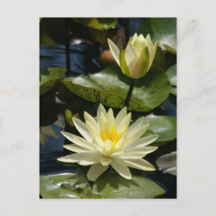 Postal blanca de Lotus