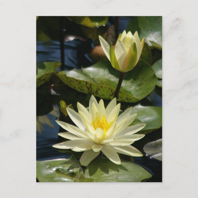 Postal blanca de Lotus (Anverso)