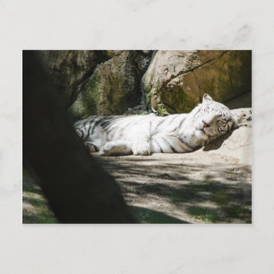 Postal blanca del tigre
