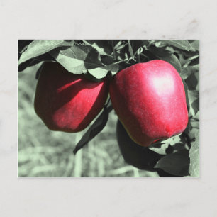 Postal blanca negra de manzanas rojas