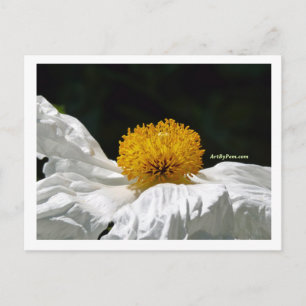 Postal Blanco con amarillo