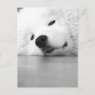 Postal Blanco del perro de la foto del samoyedo