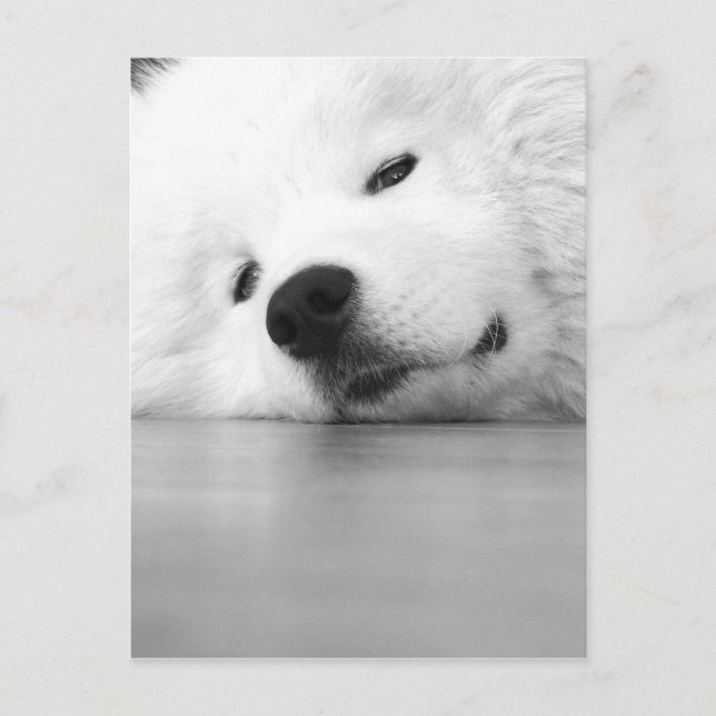 Postal Blanco del perro de la foto del samoyedo (Anverso)