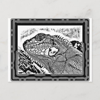 Postal Blanco/negro de Leguan