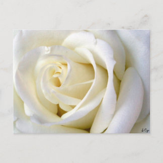 Postal Blanco Rosa
