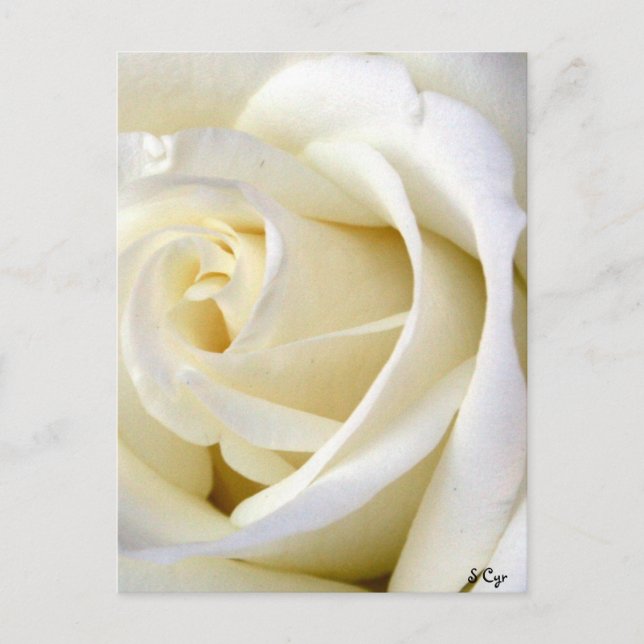 Postal Blanco Rosa (Anverso)