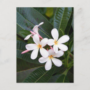 Postal Blanco tropical hawaiano, rosa, amarillo, plumeria