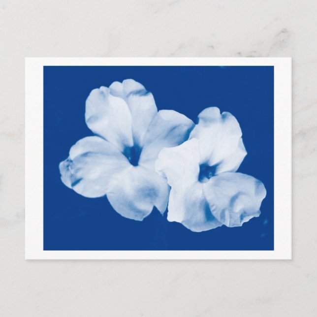 Postal Blanco y azul (Anverso)