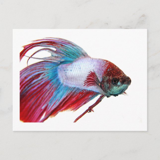 Postal Blanco y azul rojo (Pescado de fondo blanco) (Anverso)