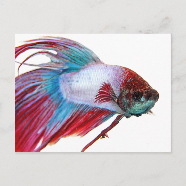 Postal Blanco y azul rojo (Pescado de fondo blanco) (Anverso)