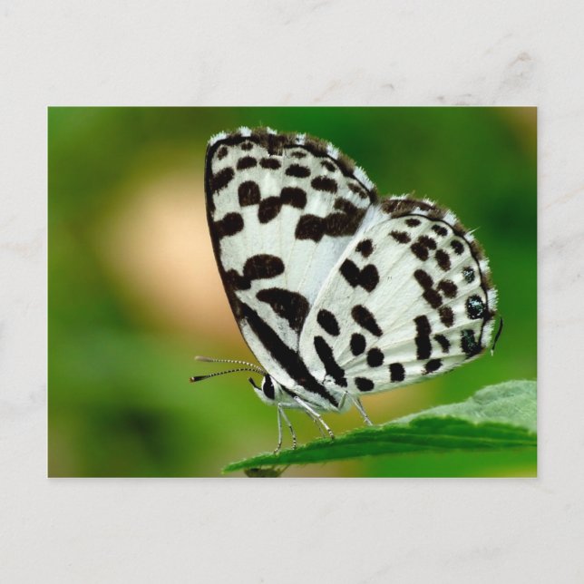 Postal Blanco y mariposa manchada negro de Pierrot (Anverso)