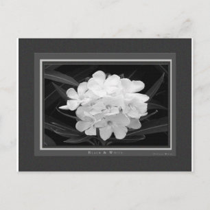 Postal Blanco y negro