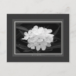 Postal Blanco y negro