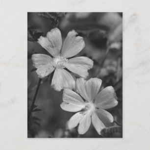 Postal Blanco y negro