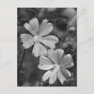 Postal Blanco y negro
