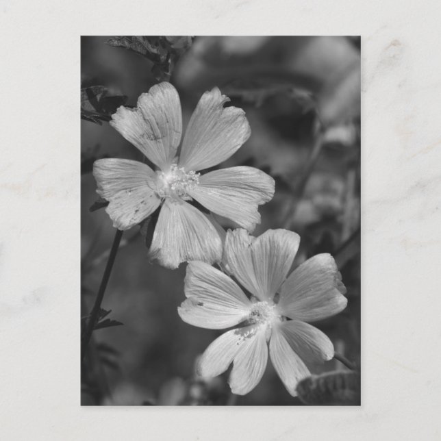 Postal Blanco y negro (Anverso)