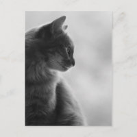Blanco y negro, gato en perfil