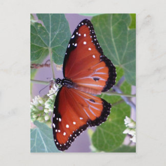 Postal Blanco y negro y rojo por todas partes