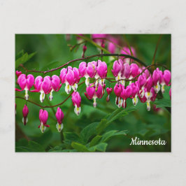 Postal Bleeding Hearts Postcard