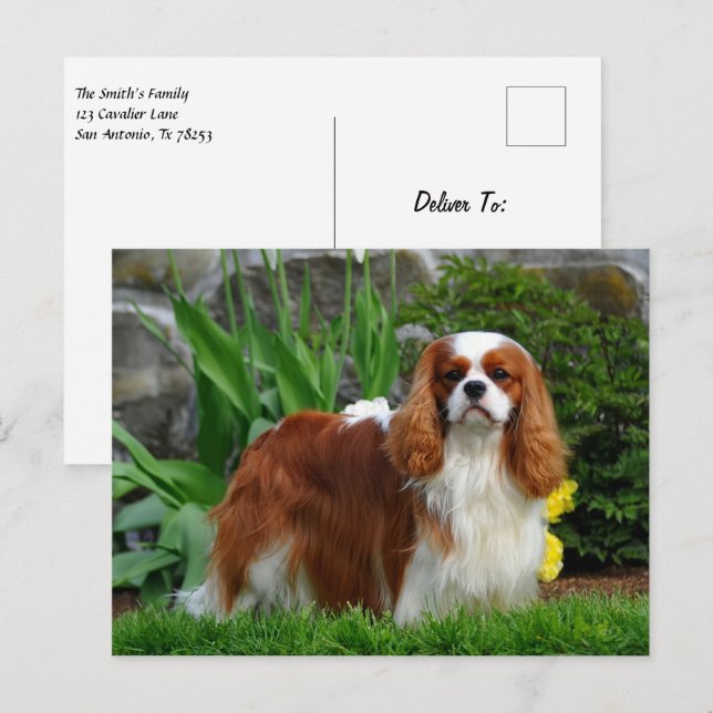 Postal Blenheim Cavalier King Charles Spaniel Perro de Ca (Anverso / Reverso)