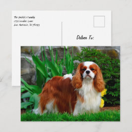 Postal Blenheim Cavalier King Charles Spaniel Perro de Ca