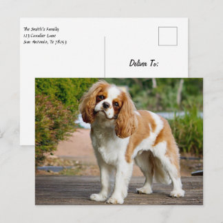 Postal Blenheim Cavalier King Charles Spaniel Perro de Ca