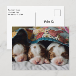 Postal Blenheim Cavalier King Charles Spaniel Puppies