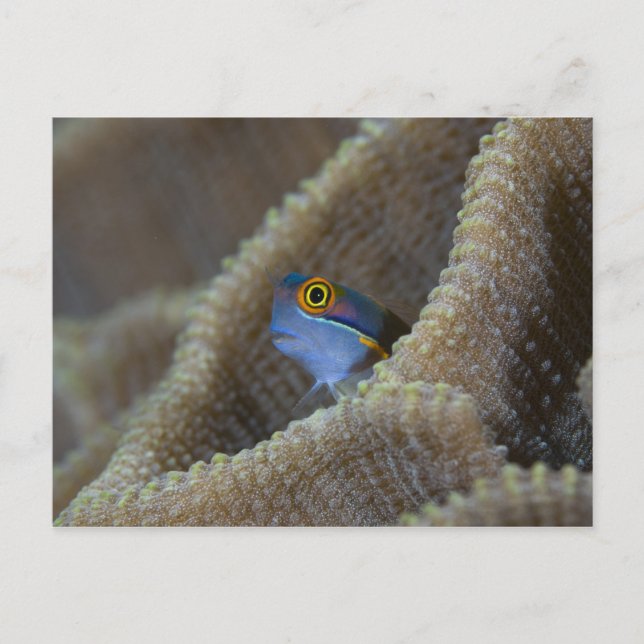 Postal Blenny fish Blenniidae) apuntando hacia fuera (Anverso)