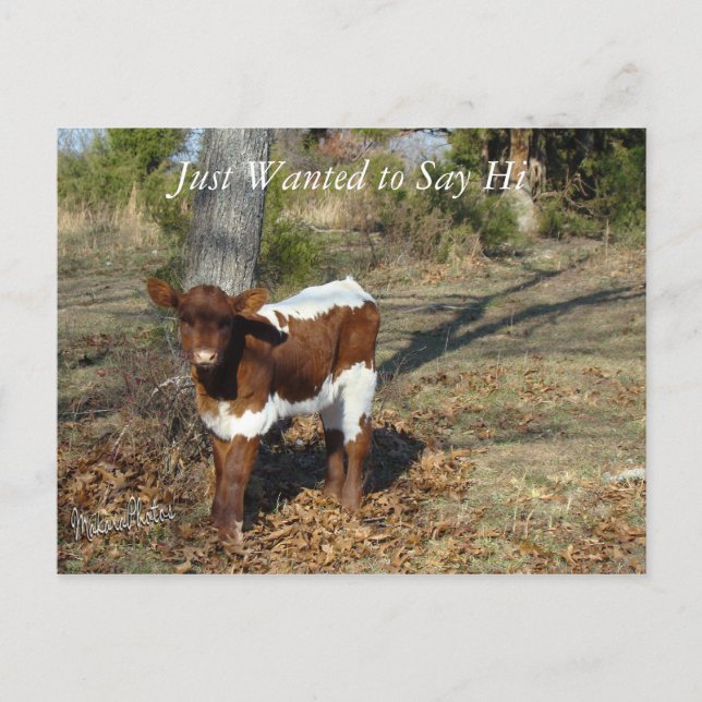 Postal Bliss Postcard-personalizar (Anverso)