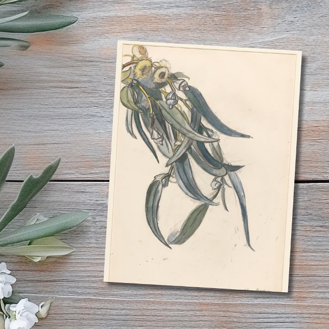 Postal Bloeiende tak van een eucalyptus (Subido por el creador)