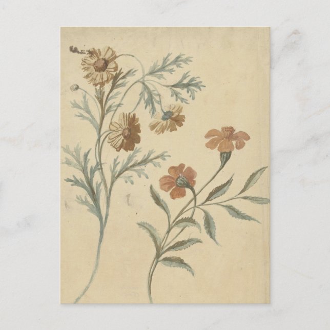 Postal Bloemstudie van een Rode en een Bruine Bloem (Anverso)