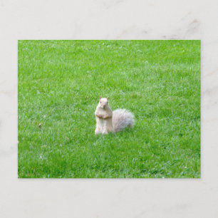 Postal Blonde Squirrel