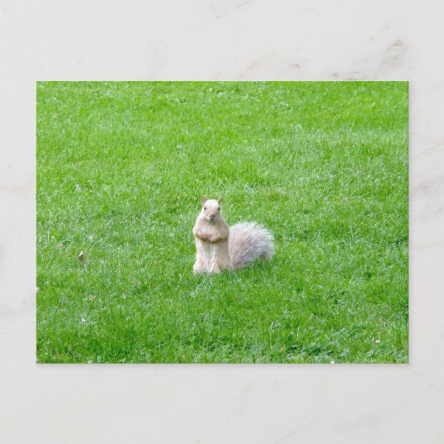 Postal Blonde Squirrel (Anverso)