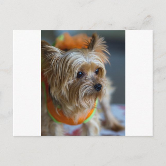 Postal Blonde Yorkshire Terrier (Anverso)