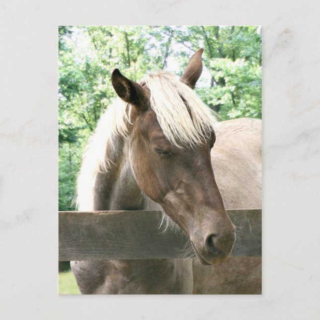 Postal Blondie (Anverso)