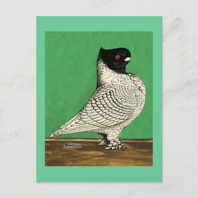 Postal Blondinette Frill Pigeon (Anverso)