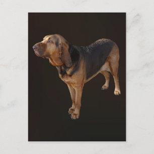 Postal Bloodhound