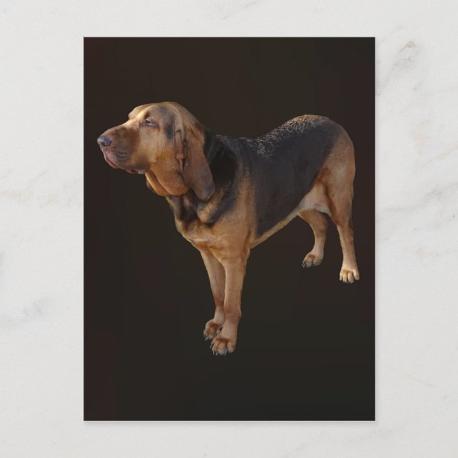 Postal Bloodhound (Anverso)