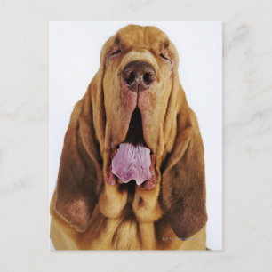 Postal Bloodhound (Hound de St. Hubert) con los ojos cerr