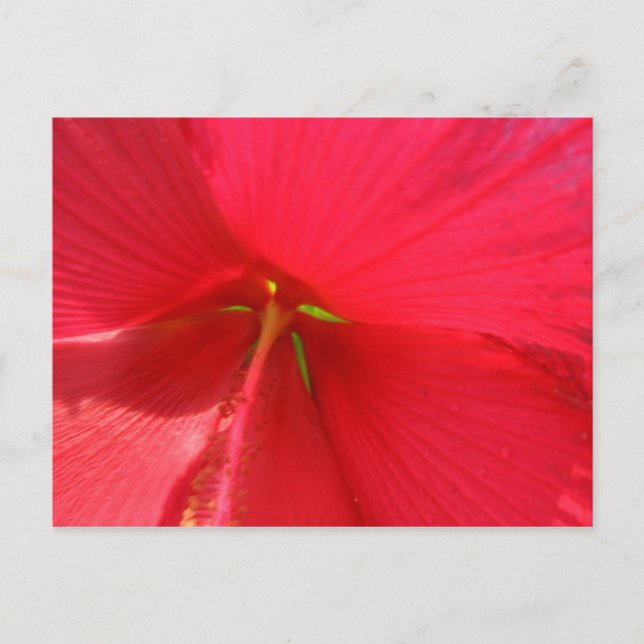 Postal Bloom (Anverso)