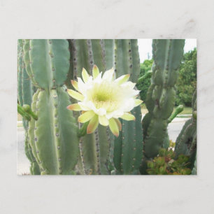 Postal Bloom Blanco Sobre Cactus