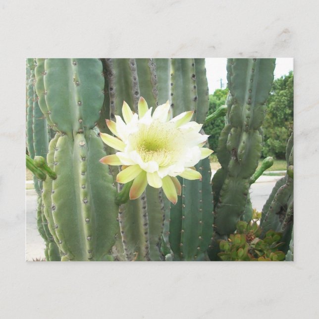 Postal Bloom Blanco Sobre Cactus (Anverso)