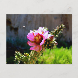 Postal Bloom de cactus rosado con bicho volador