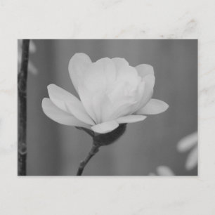 Postal Bloom del centenario de la Magnolia Negra y Blanca