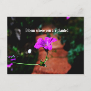 Postal Bloom donde te plantan