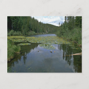 Postal Bloom En El Agua