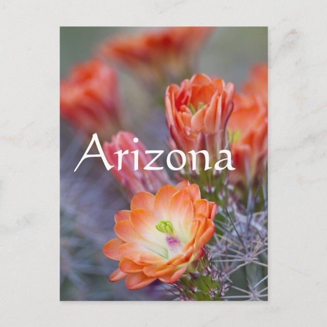 Postal Bloom en Naranja, Arizona (Anverso)