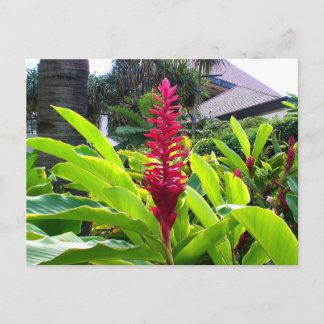 Postal Bloom hawaiano