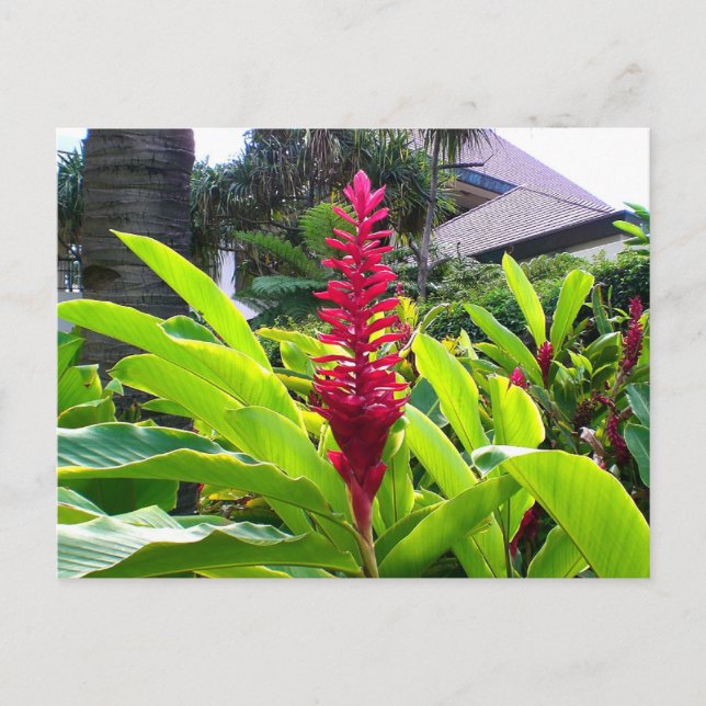 Postal Bloom hawaiano (Anverso)