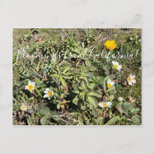 Postal ¡Bloomers desde California!